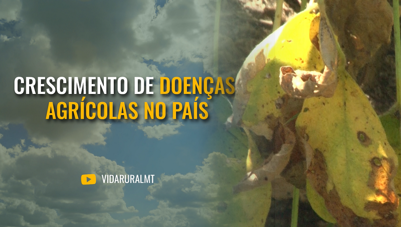 ESTUDO APONTA CRESCIMENTO DE DOENÇAS AGRÍCOLAS NO PAÍS